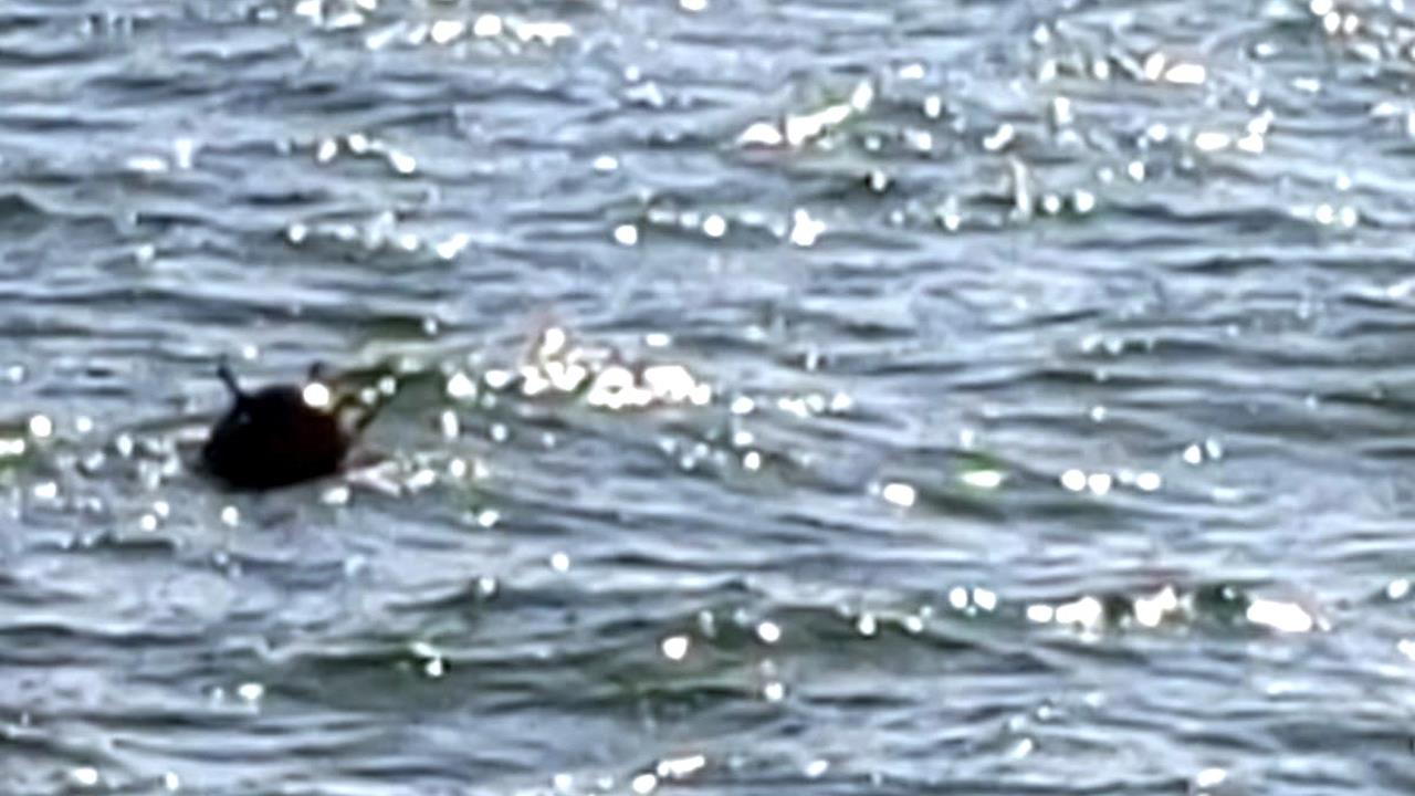 Mină marină observată de o navă comercială și identificată de polițiștii de frontieră, în apropiere de Sulina